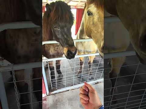 , title : 'The Way To Hand Feed Horses ?   🐴  #horse #mustangs  #icelandic'