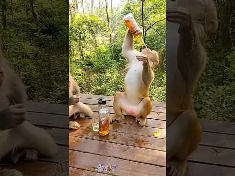 Monkey Drink Riot: Chug, Stumble & Total Jungle Meltdown!#shorts #animals #Cat #monkey