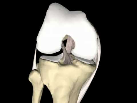 Che la colonna vertebrale toracica è il blocco Come mettere un cerotto sul ginocchio