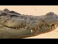 Crocodile King National Geographic Documentary