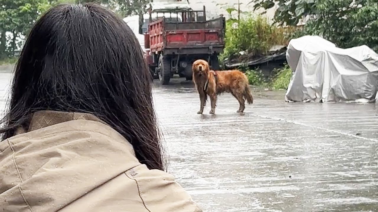 Stop running! Come back, I'll take care of you!