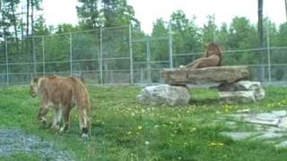 preview picture of video 'The Lions at Parc Safari'