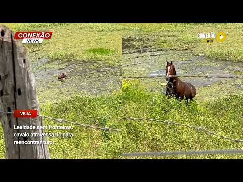 Vídeo: Lealdade sem fronteiras: cavalo atravessa rio para reencontrar tutor.