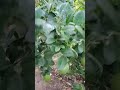DKGF LEMON S ️ ️ ️