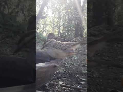 Birdday 020 Cachilo Corona Castaña 1006 2025