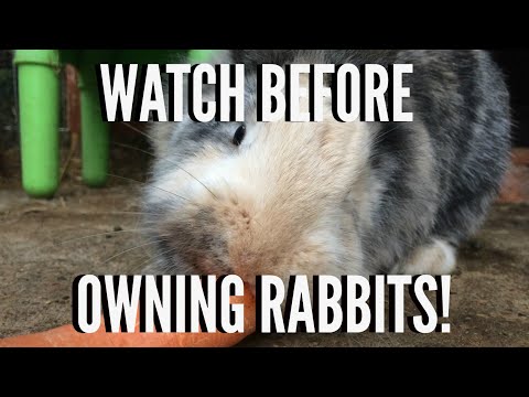 A BEGINNERS GUIDE TO RABBIT CARE | Furry Friends