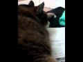 Fatty