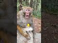 Man Rocked Monkey Shocked Funny Monkey Video