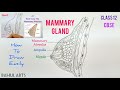 How To Draw Mammary Gland Diagram | Diagram Of Mammary Gland | Class 12 | Biology ; CBSE