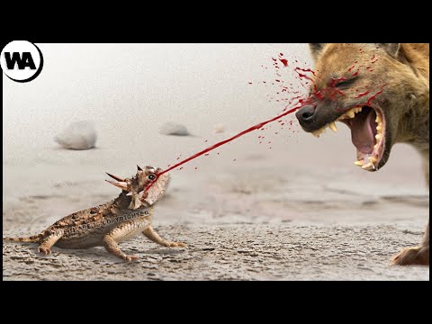 image-Which animal uses its odor as a weapon?