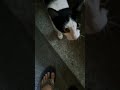 A Meowing Tuxedo Kitten Shorts