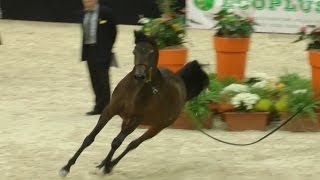 Cavalli Arabi Bellissimi \ Arabian Horses - Fieracavalli Verona 2015