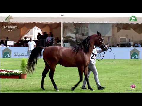 N 278 BARAKAT AL KHALEDIAH   KAAHC 2019   Colts 2 Years Old Class 8A