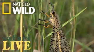 Safari Live - Day 132 | Nat Geo Wild Safari Live - Day 132 | Nat Geo Wild