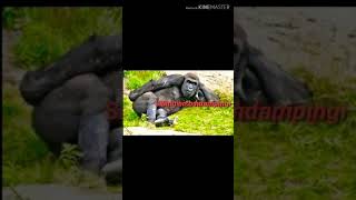 Download lagu Viral, OMG!!, Lagu terbaru, Bisane Mung Nyawang, Status WA, Terpopuler, Live, Reggae, Musik, Dangdut mp3 Download lagu Viral, OMG!!, Lagu terbaru, Bisane Mung Nyawang, Status WA, Terpopuler, Live, Reggae, Musik, Dangdut mp3