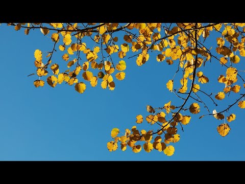 Presseclub: Regieren als Zitterpartie: Wie kommt das Land voran? | 7.12.2025