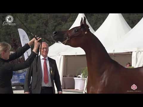 N.22 ZAINA OS - European Championship 2020 - Prague - Fillies 2 Years Old (Class 2A)