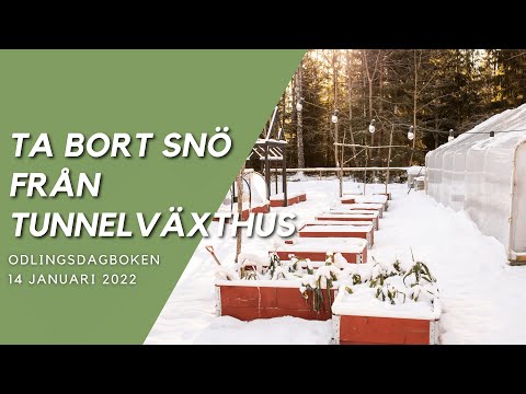Ta bort snö från Tunnelväxthus  Odlingsdagboken 2021-01-14