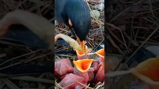 Download lagu Induk burung jalak Nias sedang meloloh anaknya #alamliar #kicauburung #kicaumaniaindonesia mp3