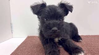 ミニチュアシュナウザーの動画01