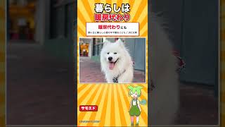 犬種標準に「番犬としては使えない」と書かれた犬｜サモエド #shorts