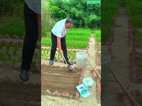 Spinach Seed Planting Guide 🌱  Grow Best in Cool Season!