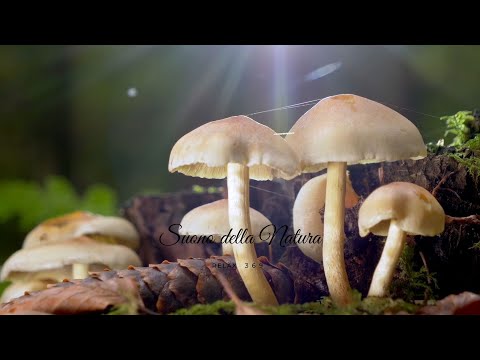 Suoni del bosco della foresta della natura - ruscelli - per Dormire - RELAX 🌸🌳🌲ASMR  | Ep. 3