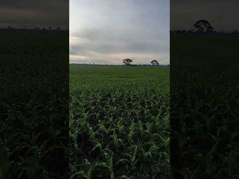 fazenda favorita Kik'os Ranch Nova Crixás GO