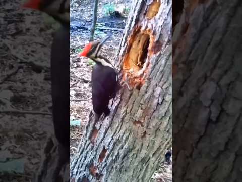 Woodpecker #wildbirds #picidae #lakkadkhod #nature #wild