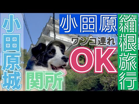 [Hacer turismo con tu perro] Pasear por el puesto de control de Hakone y el castillo de Odawara con tu perro [Border Collie]