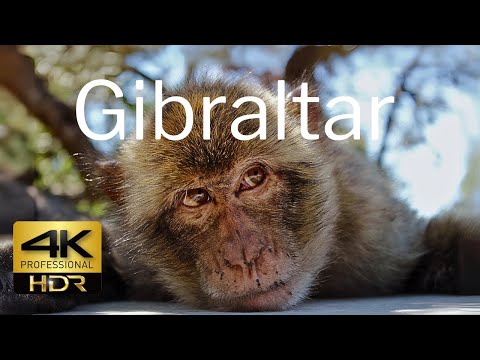 Gibraltar 4K HDR (HLG) 🇬🇮🐒