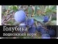 [РВ] Подножный корм: Голубика 