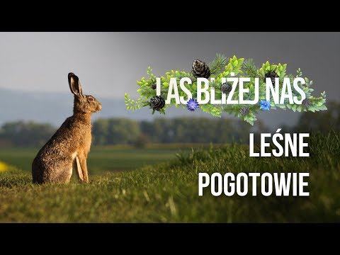 Las bliżej nas - Leśne pogotowie