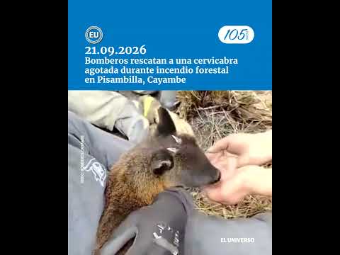 Bomberos rescatan a una cervicabra agotada durante incendio forestal en Pisambilla, Cayambe