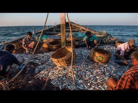 Amazing Fastest Giant Bluefin Tuna Fishing Skill - Most Satisfying Sea Fishing Video  @FISH_TV