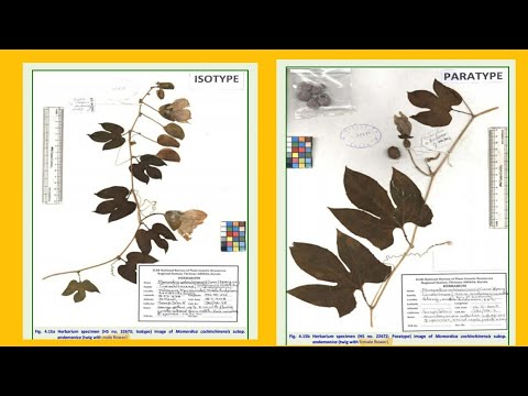 Holotype , Isotype , Paratype , Syntype , Lectotype , Neotype , Epitype | Nomenclatural Types