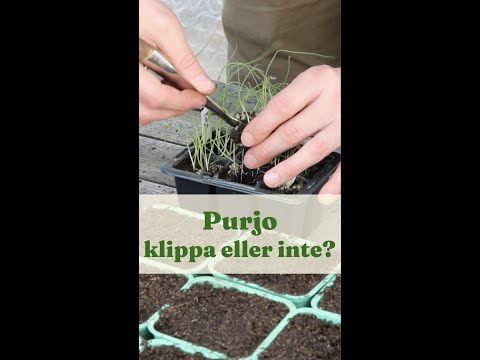 Purjolök klippa eller inte? - Trädgårdshacks med GardenR
