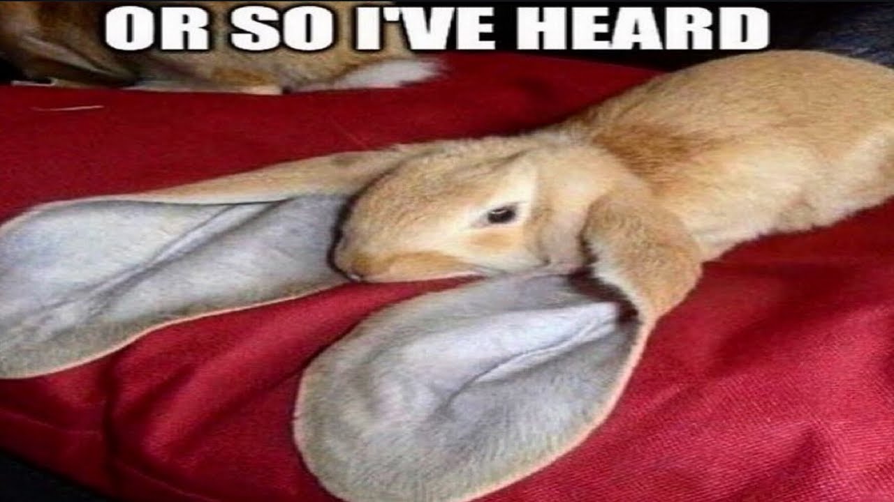 Shitpost compilation 36