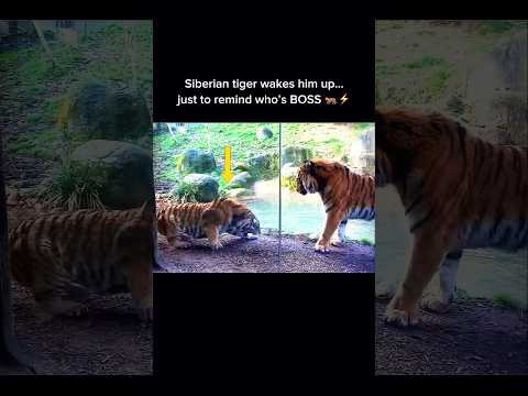 Siberian Tiger Dominates: He’s the BOSS