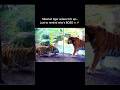 Siberian Tiger Dominates: He’s the BOSS