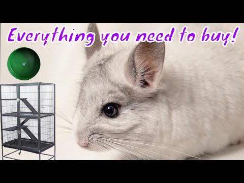 Beginner's guide to everything you need for a chinchilla | cage, bedding,food & more
