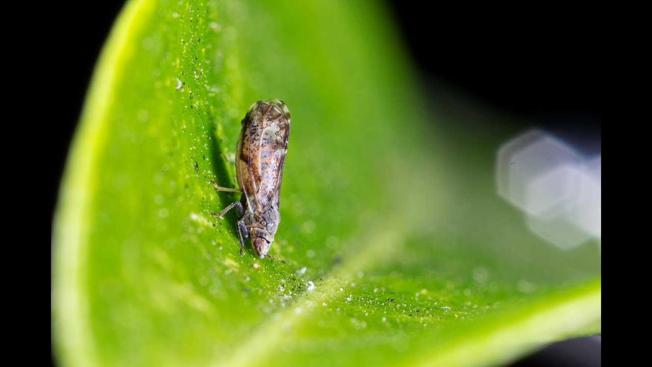 ¿Qué es la Huanglongbing HLB que afecta a los cítricos en Panamá?