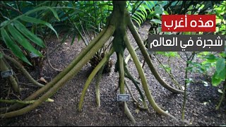 هذه اغرب شجرة في العالم .. شجرة تستطيع المشي ! هذه اغرب شجرة في العالم .. شجرة تستطيع المشي !