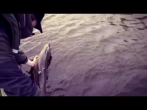 Hauenkalastusta Spintube -heittoperholla - Pike fishing with Spintube