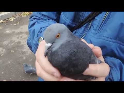 КАК ЛОВИТЬ РУКАМИ ГОЛУБЕЙ