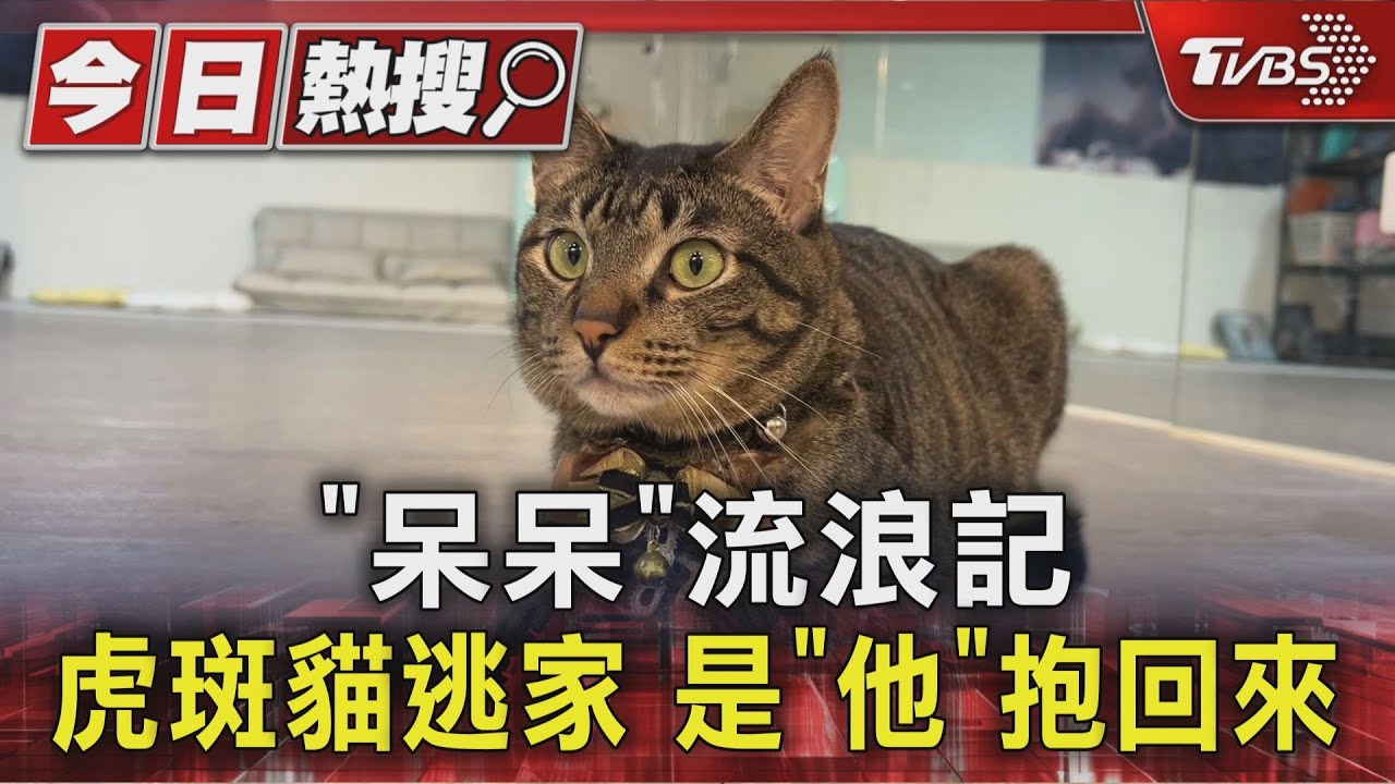 逃家貓咪遭暖男攔截!「四招神防逃術」擋門 飼主見狀驚:又跑了