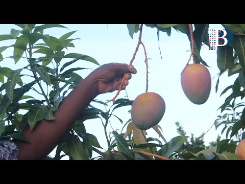 Mango farmers to resume the lucrative European markets