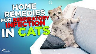 Home Remedies for Respiratory Infection in Cats