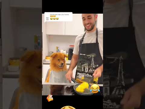 Instant smiles: adorable canine cuties. #savestrays