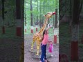 Tiger Duck Giraffe Shorts